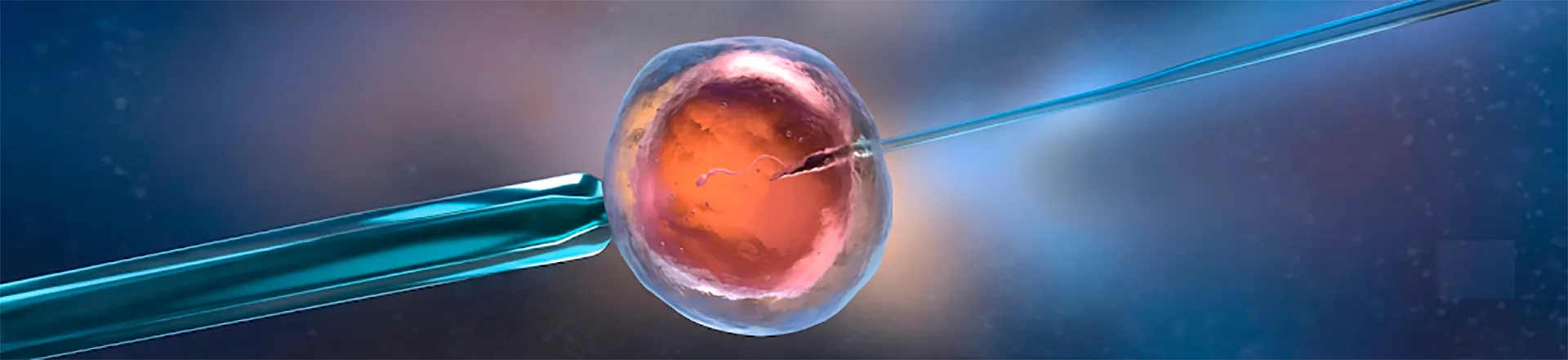 Egg Donors